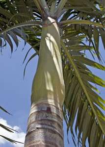 Christmas Palm at Papi's Tree Farm and Nursery in Palm Beach Gardens