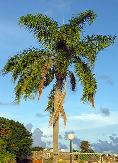 Queen Palm ~ Syagrus Romanzoffiana