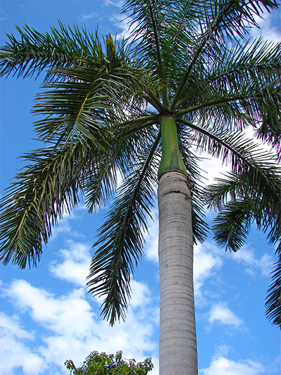 Florida Royal Palm ~ Cuban Royal Palm ~ Roystonea Regia