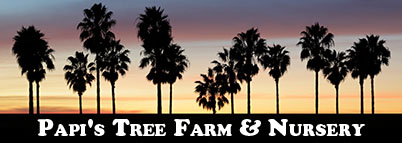 Palm Beach Tree Farm